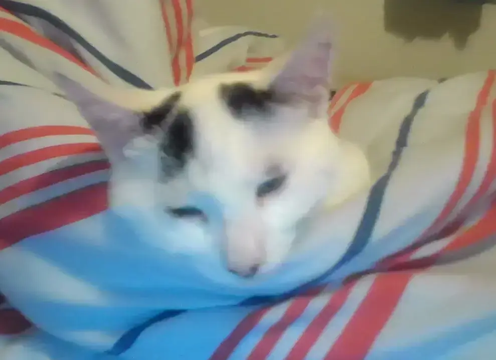 A sleepy looking cat on a bed.    The cat is white with some black patches on its head. It's eyes are squinted closed.    Only it's head is visible. It is on a blue blanket with navy and red stripes. A sleepy looking cat on a bed.  The cat is white with some black patches on its head. It's eyes are squinted closed.  Only it's head is visible. It is on a blue blanket with navy and red stripes.