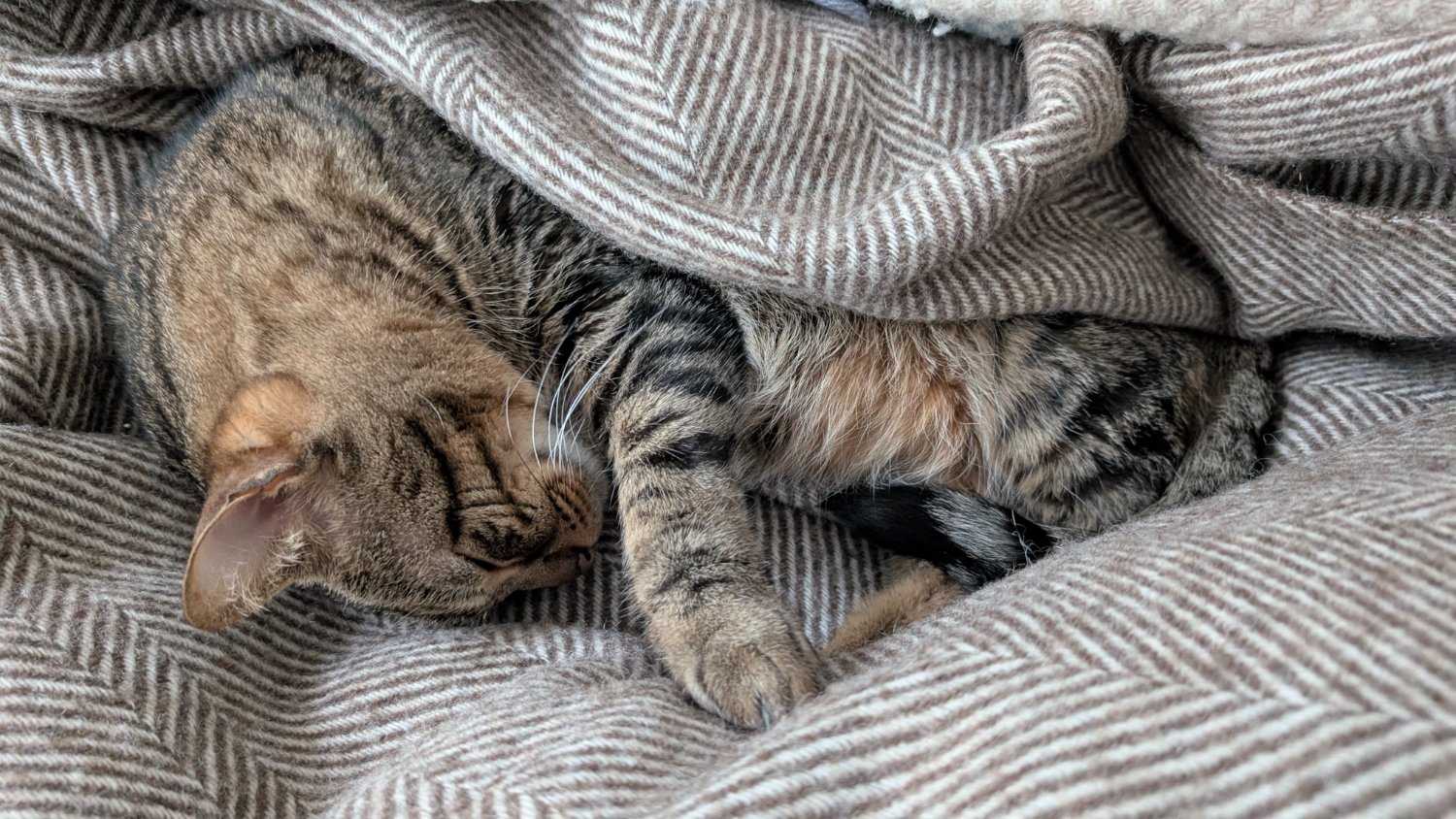 Tabby cat wrapped in matching blanket