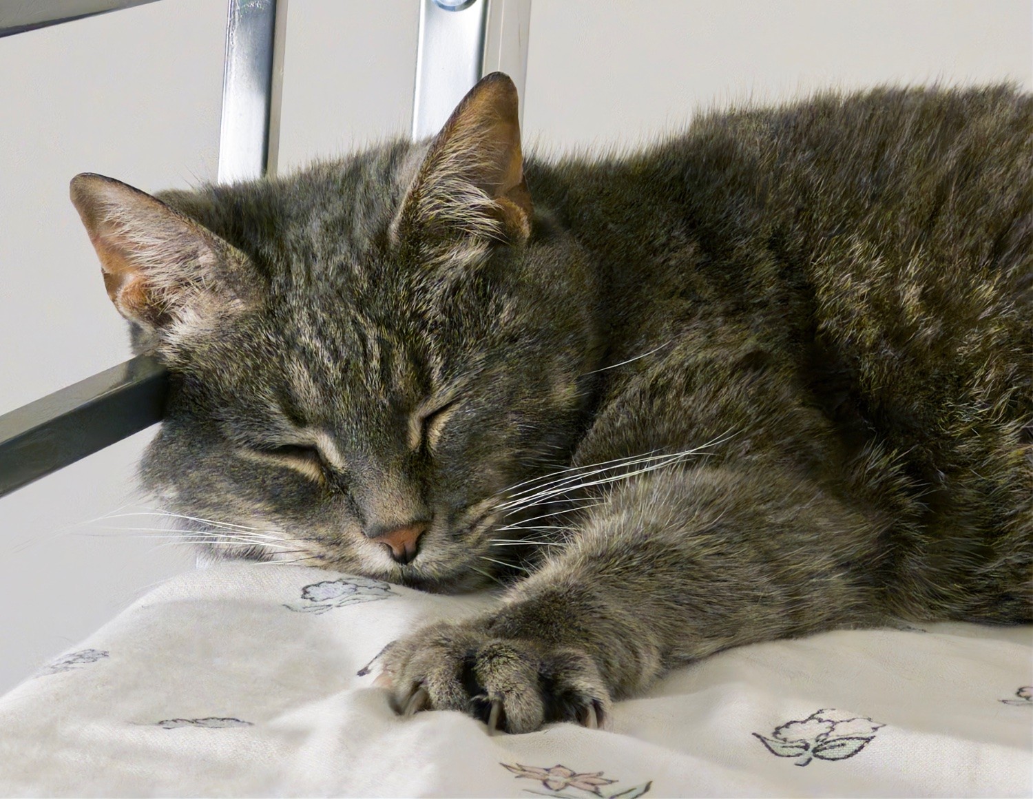 A close-up of a classic silver tabby resting on a mattress against a metal bar. Her left front paw is placed in front of her face with her claws digging slightly into the sheets.